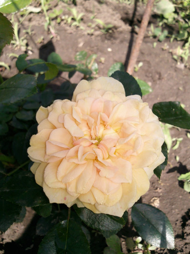 Photo0238