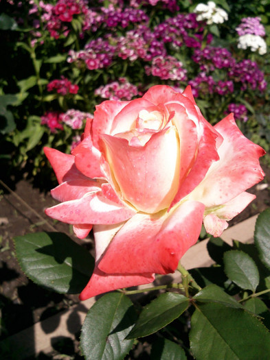 Photo0242