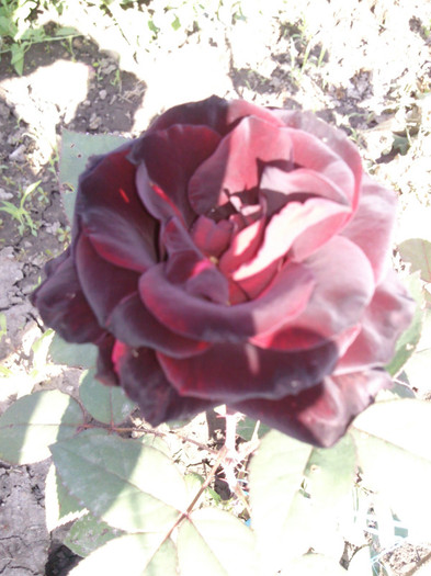 Photo0245