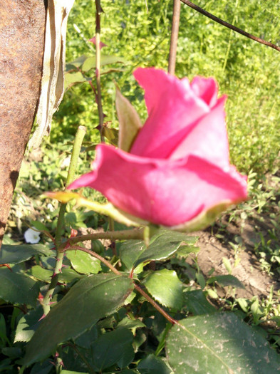 Photo0250