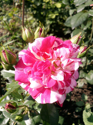 Photo0251