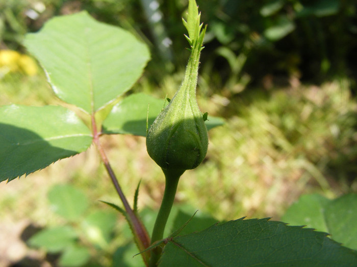 Jubile du Prince de Monaco; Tr. de parc,Meilland(2000)floribunda,floare mare 35-40petale,parfum slab(1-2din 10)h0,7-0,9m
 Jubile du Prince de Monaco; Tr. de parc,Meilland(2000)floribunda,floare mare 35-40petale,parfum slab(1-2din 10)h0,7-0,9m