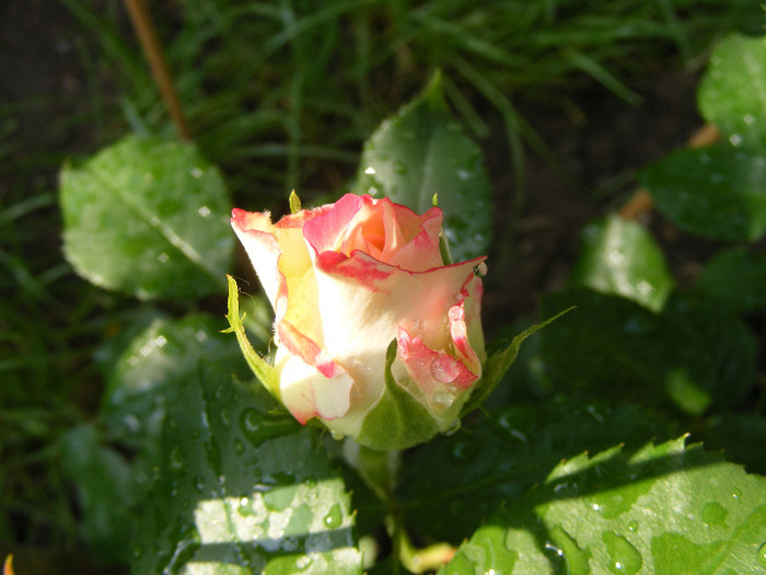 Jubile du Prince de Monaco; Tr. de parc,Meilland(2000)floribunda,floare mare 35-40petale,parfum slab(1-2din 10)h0,7-0,9m
 Jubile du Prince de Monaco; Tr. de parc,Meilland(2000)floribunda,floare mare 35-40petale,parfum slab(1-2din 10)h0,7-0,9m