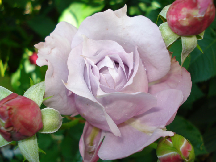 "Novalis", 4.06.2012