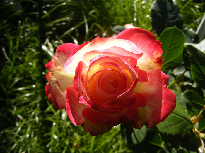 Jubile du Prince de Monaco; Tr. de parc,Meilland(2000)floribunda,floare mare 35-40petale,parfum slab(1-2din 10)h0,7-0,9m
 Jubile du Prince de Monaco; Tr. de parc,Meilland(2000)floribunda,floare mare 35-40petale,parfum slab(1-2din 10)h0,7-0,9m