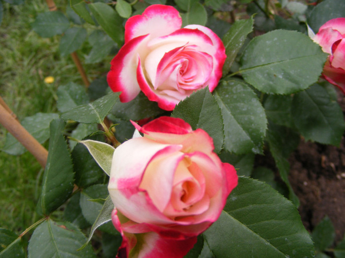 Jubile du Prince de Monaco; Tr. de parc,Meilland(2000)floribunda,floare mare 35-40petale,parfum slab(1-2din 10)h0,7-0,9m
 Jubile du Prince de Monaco; Tr. de parc,Meilland(2000)floribunda,floare mare 35-40petale,parfum slab(1-2din 10)h0,7-0,9m