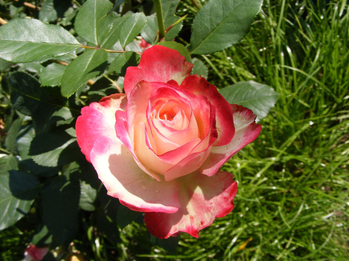 Jubile du Prince de Monaco; Tr. de parc,Meilland(2000)floribunda,floare mare 35-40petale,parfum slab(1-2din 10)h0,7-0,9m
 Jubile du Prince de Monaco; Tr. de parc,Meilland(2000)floribunda,floare mare 35-40petale,parfum slab(1-2din 10)h0,7-0,9m