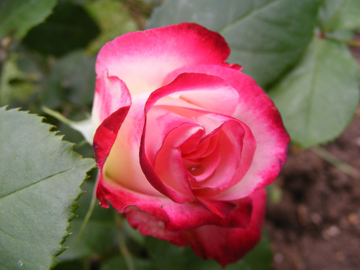 Jubile du Prince de Monaco; Tr. de parc,Meilland(2000)floribunda,floare mare 35-40petale,parfum slab(1-2din 10)h0,7-0,9m
 Jubile du Prince de Monaco; Tr. de parc,Meilland(2000)floribunda,floare mare 35-40petale,parfum slab(1-2din 10)h0,7-0,9m