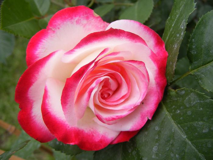 Jubile du Prince de Monaco; Tr. de parc,Meilland(2000)floribunda,floare mare 35-40petale,parfum slab(1-2din 10)h0,7-0,9m
 Jubile du Prince de Monaco; Tr. de parc,Meilland(2000)floribunda,floare mare 35-40petale,parfum slab(1-2din 10)h0,7-0,9m