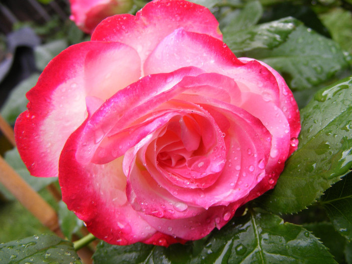 Jubile du Prince de Monaco; Tr. de parc,Meilland(2000)floribunda,floare mare 35-40petale,parfum slab(1-2din 10)h0,7-0,9m
 Jubile du Prince de Monaco; Tr. de parc,Meilland(2000)floribunda,floare mare 35-40petale,parfum slab(1-2din 10)h0,7-0,9m