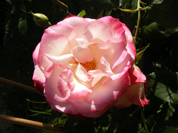 Jubile du Prince de Monaco; Tr. de parc,Meilland(2000)floribunda,floare mare 35-40petale,parfum slab(1-2din 10)h0,7-0,9m
 Jubile du Prince de Monaco; Tr. de parc,Meilland(2000)floribunda,floare mare 35-40petale,parfum slab(1-2din 10)h0,7-0,9m