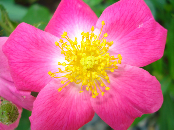 "American Pillar", rambler