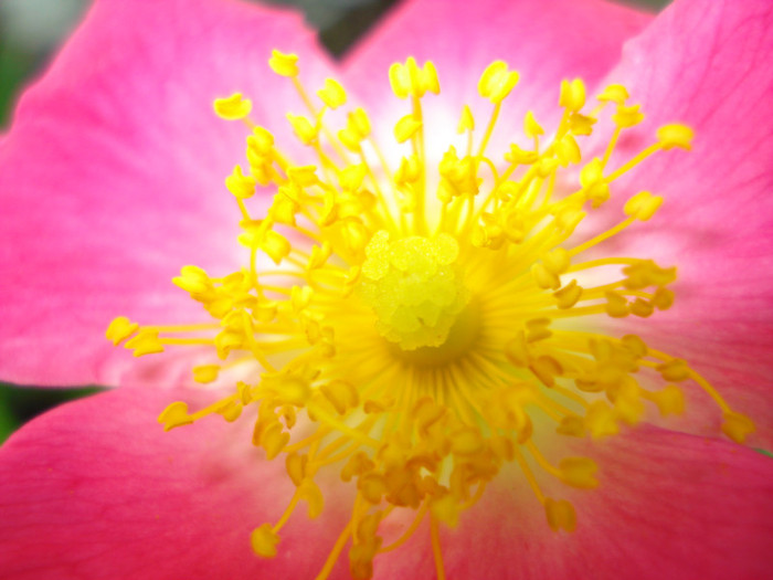 "American Pillar", r