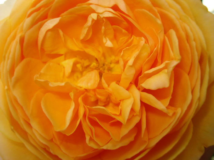 "Crown Princess Margareta"