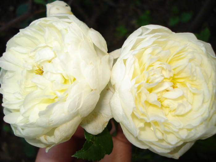 "Perpetually Yours", Harkness 1999, U