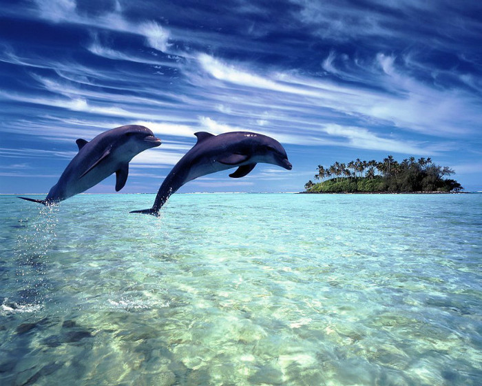 3 - Din lumea delfinilor