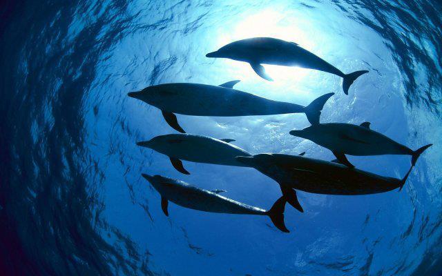 6 - Din lumea delfinilor