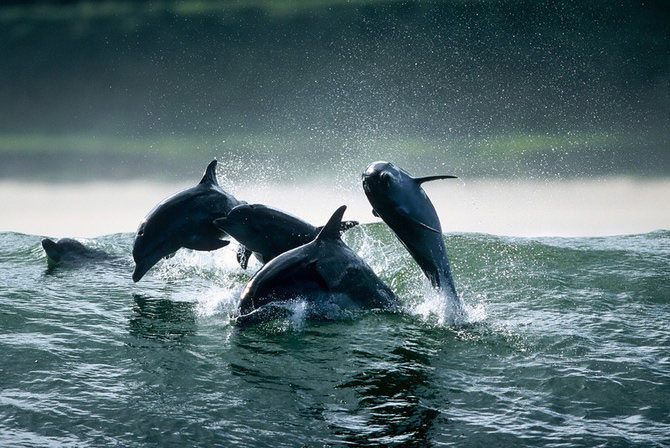 11 - Din lumea delfinilor
