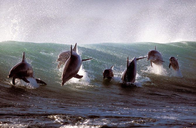 13 - Din lumea delfinilor