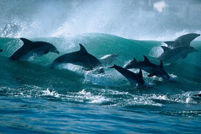 14 - Din lumea delfinilor
