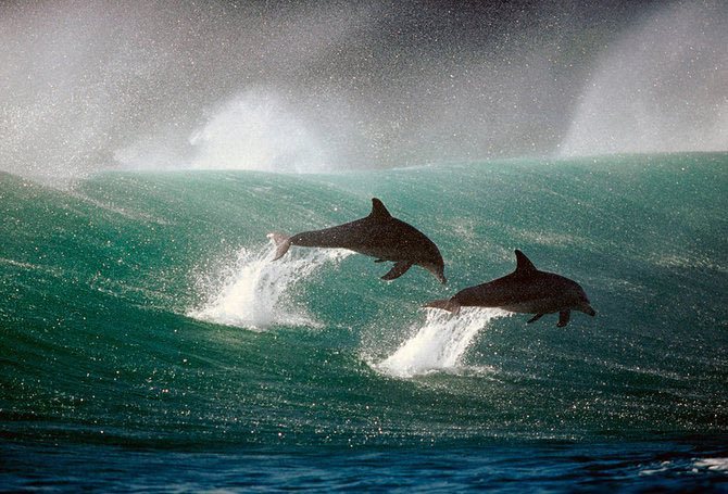 19 - Din lumea delfinilor