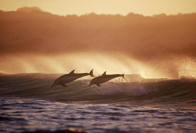 20 - Din lumea delfinilor