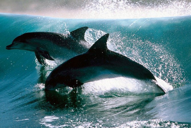 21 - Din lumea delfinilor