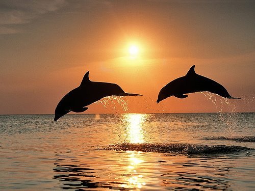 23 - Din lumea delfinilor