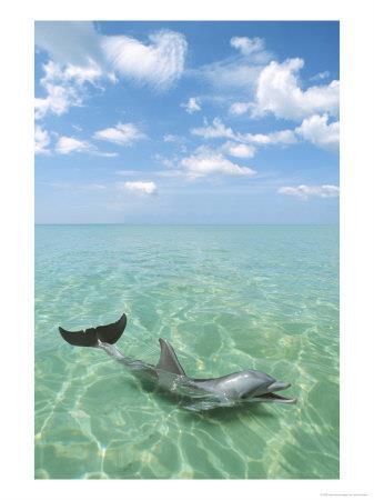 24 - Din lumea delfinilor