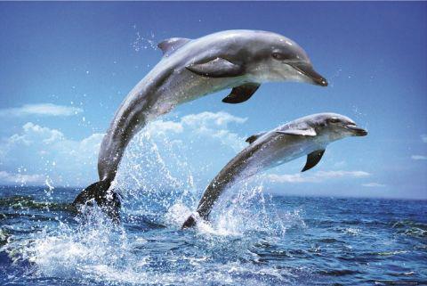 26 - Din lumea delfinilor
