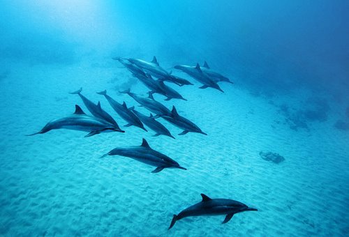 27 - Din lumea delfinilor