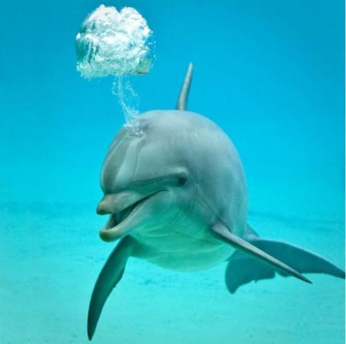 28 - Din lumea delfinilor
