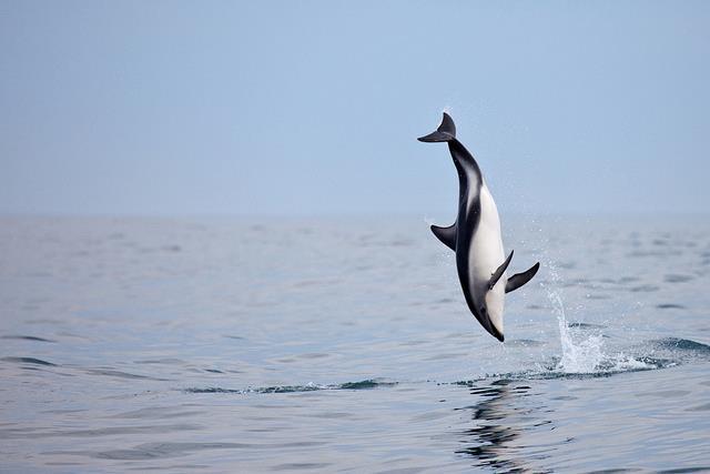 30 - Din lumea delfinilor