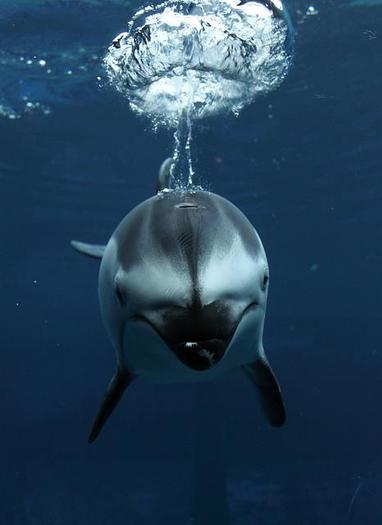 31 - Din lumea delfinilor