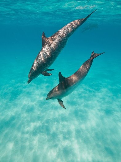 33 - Din lumea delfinilor