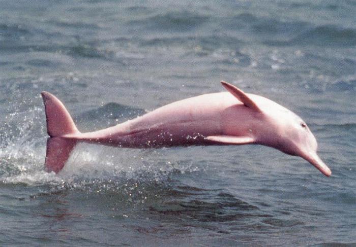 34 - Din lumea delfinilor