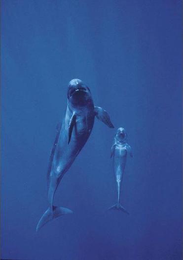 35 - Din lumea delfinilor