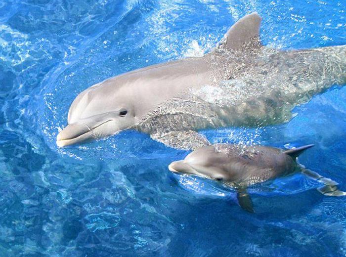 36 - Din lumea delfinilor