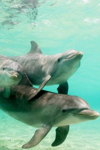 37 - Din lumea delfinilor