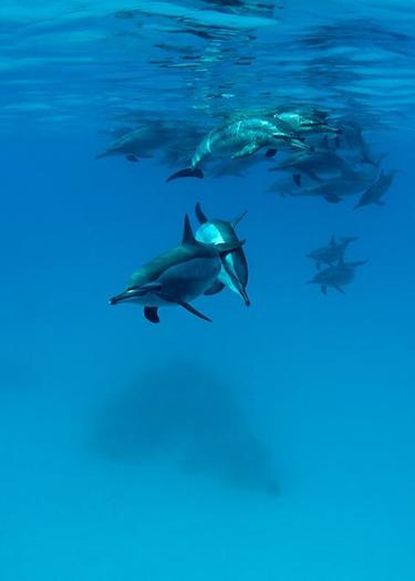 38 - Din lumea delfinilor