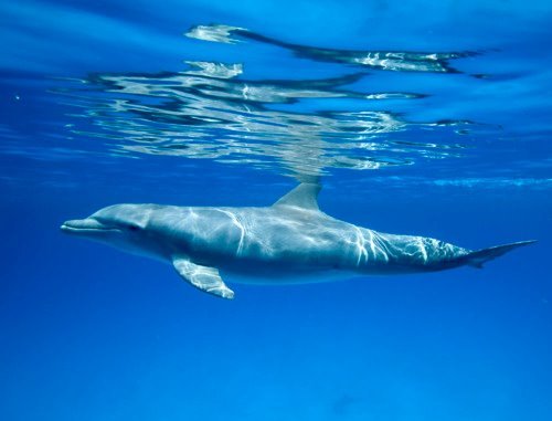 39 - Din lumea delfinilor