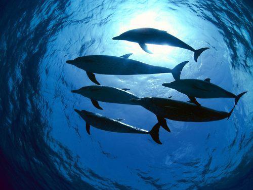 40 - Din lumea delfinilor