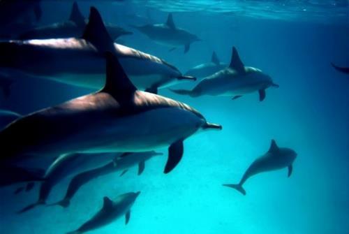 41 - Din lumea delfinilor