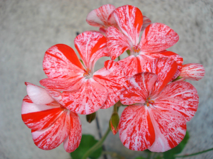 Mosaic Red - iunie 2012