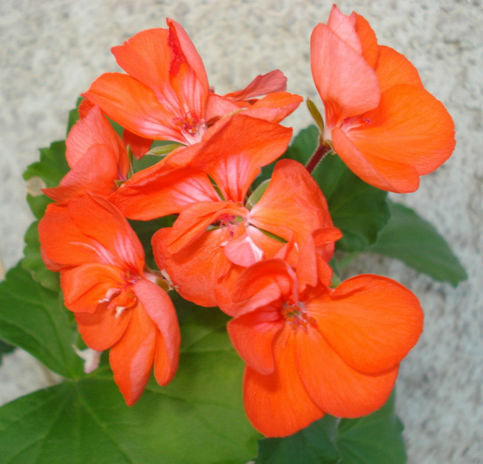 Shocking Orange - Iunie 2012