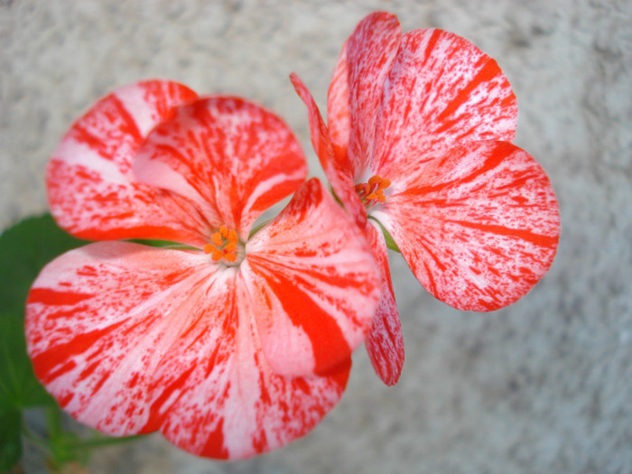 Mosaic Red - iunie 2012