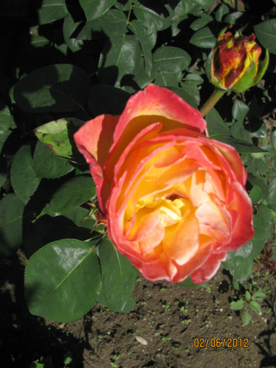 IMG_7205 - Gradina noastra 2012
