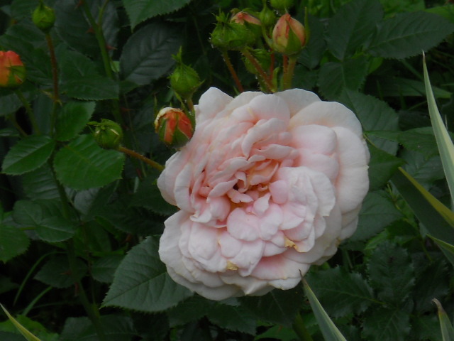 rosagold