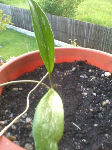 2012-06-04 20.45.27 - Hoya pubicalix