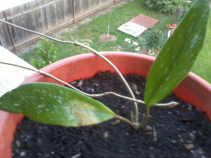 2012-06-04 20.45.35 - Hoya pubicalix